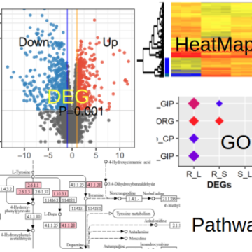 Bulk RNA-Seq analysis